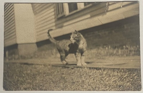 CAT STANDS OUTSIDE~BROWNIE SOUVENIR LITTLE STORIES MINI REAL PHOTO POSTCARD RPPC - Picture 1 of 4