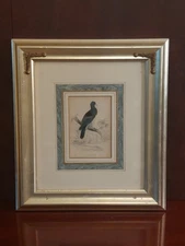 Original, Hand-colored Engraving Edward Lear & William H. Lizars Excellent Cond.