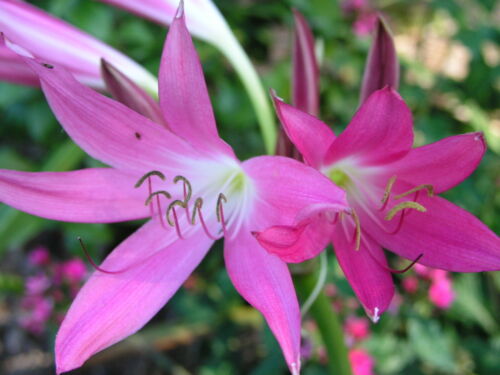 Crinum Lily, Hannibal's Dwarf, medium-size bulb - Picture 1 of 4