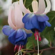 6 Hardy Fuchsia Delta's Sarah Perennial  Shrub  Patio Plug Plants