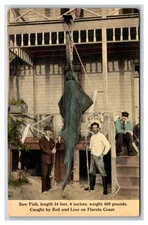 FLORIDA Deep sea FISHING Catch ~ Fishermen w GIANT SAW FISH SHARK