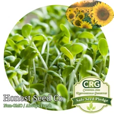 Bulk BLACK OIL SUNFLOWER Microgreen Seeds | Non-GMO Vegetable Seeds - Ships Free