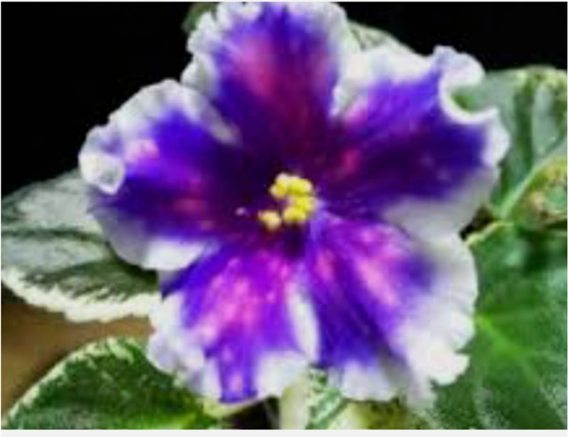 African Violet Plant ~ Vat-Tsar Gorokh