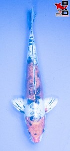 10" DOITSU YAMATO NISHIKI Live Koi Fish Garden Pond BKD 5/30