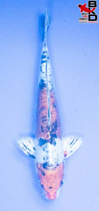 10" DOITSU YAMATO NISHIKI Live Koi Fish Garden Pond BKD 5/30