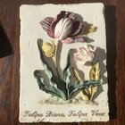 Pre Owned Wall Plaque Flowers, Tulipa Diana, Tulipa Venue