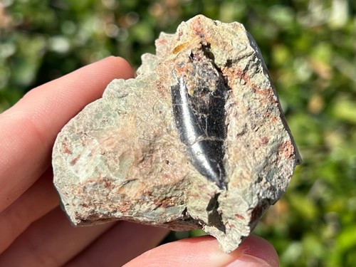 Dekkar Formation Abelisaurier Dinosaurier Zahn Fossil in Matrix Marokko RAR - Bild 10 von 10