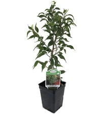 Weeping Fig Mini Lucie Tree Live House Plant Bonsai 2.5" Pot