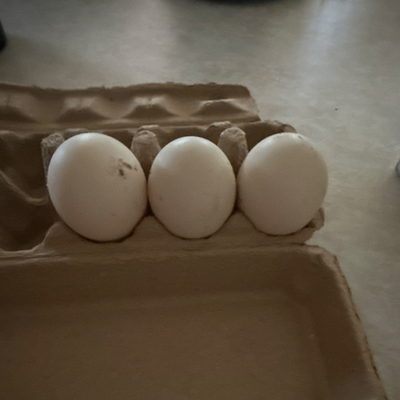 #ad Fertilize Pekin ducks $25.00
