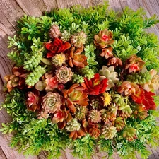 12pc Live succulent cuttings , Bare root succulent garden