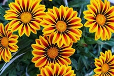 Gazania Flower Seeds - 500+ Seeds to Grow - Made in USA, Ships from Iowa - Great