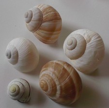 💖 Lot schöne europäische Weinbergschnecken ,rezent (X378)💥💥
