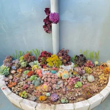 200pcs Rare Mixed Succulent Seeds 