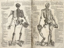 11838.Decor Poster.Room wall.Home art design.Human anatomy.Biology science class