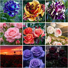 300 Mixed Climbing Rose Seeds for Planting Outdoors-Hybrid Rare Rose Flower See