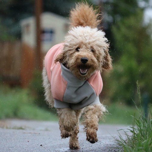 Dog Coat Highline Fleece Doggie Design Coral & Gray Sizes 26 - Picture 4 of 4