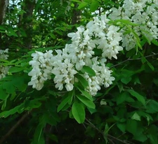 Black Locust, Robinia pseudoacacia, Tree Seeds (Fast, Hardy, Fragrant)