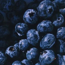 BLUEBERRY Fragrance Oil to craft Candles Soaps Lotions Bath products