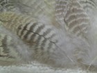 (300)-Cockatiel Parrot Body Feathers 1in. & Under 3047 — photo 4