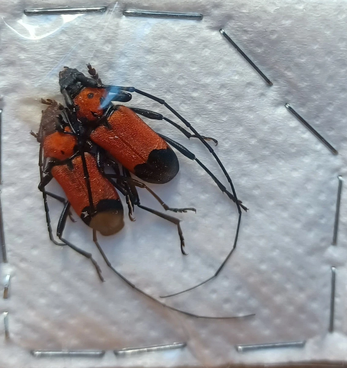 Cerambycidae Beetle for sale | eBay