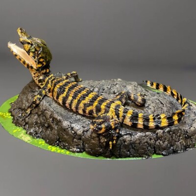 Taxidermy Mount Baby Caiman Related Alligator Crocodile Reptile Lizard Snake 