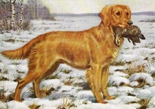 Golden Retriever - CUSTOM MATTED - Vintage Color Dog Art Print