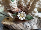 Vintage Natural Coral Specimen Seashell & Leaf Accents Wood Base Bonsai — photo 4