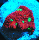Corals of Eden ~ NON WYSIWYG Live Coral Frag ~ Bleeding Ruby Favia Coral ~ LPS — photo 4
