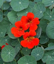 Nasturtium - Empress Of India, 50 Seeds Per Packet, Non-GMO