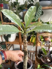 Rare Variegated plumeria- 1 cutting with roots, Thailand , similar to pictured.