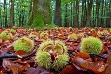 Chestnut Tree Seeds for Planting - Castanea mollissima