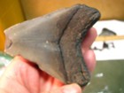10 FOSSIL TEETH 4.3 & 2.8inch MEGALODON S. CAROLINA USA #064 — photo 8