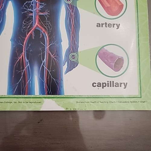 Abeka Health 4 Teaching Charts Updated Edition - Picture 4 of 5