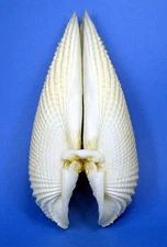 Cyrtopleura costata Angel Wing Matched Pair Hand Collected 5-1/2"  100% Complete