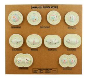 Walter Products B10505 Animal Cell Model 