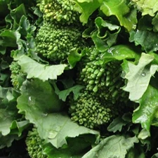 Broccoli Raab Heirloom Great Vegetable Seeds By Seed Kingdom BULK 20,000 Seeds