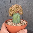 Foto 17 di 24