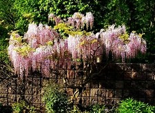 TWO x LARGE 9ft-10ft  (inc. pot) Wisteria rosea PINK FLOWERED GRAFTED 10litre