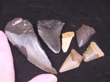 (sp200-v) Shark Fossil Tooth teeth MEGALODON partial fragments sharks shards