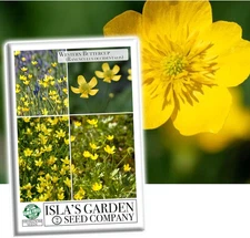 Western Buttercup Seeds (Ranunculus Occidentalis) – 250+ Non-Gmo & Heirloom Seed