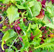Spicy Salad Lettuce Mix Seeds - Heirloom Non-GMO High Germination -Fast Shipping