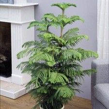 Araucaria Heterophylla Norfolk Island Pine Tree Evergreen Indoor Plant In 17 Cm 