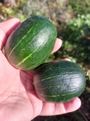 Südafrikanische wilde Gurke - Cucumis sagittatus 5+ Samen - Seeds Cu 053
