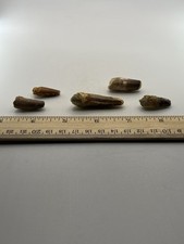 Spinosaurus 1”-2” Set TOOTH Teeth Dinosaur Fossil before T Rex Cretaceous F99