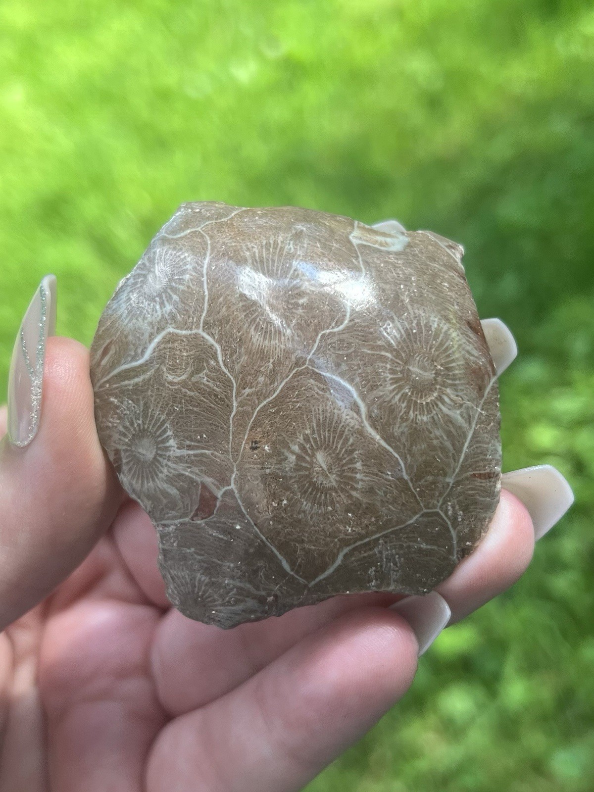 Polished Coral Fossil- Natural 2” Fossilized Hexagonaria Coral Specimen Morocco