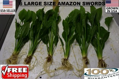 6 Large amazon sword Plant Easy Aquarium aquascaping planted tank easy