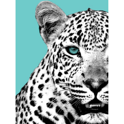 Close up Beasties Leopardenmuster Leinwand Premium Wanddeko Poster