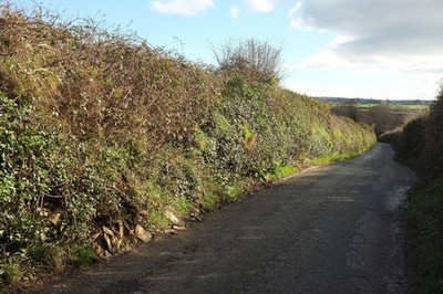 Photo 12x8 Lane from St Mabyn Hellandbridge Looking in the other direction c2018