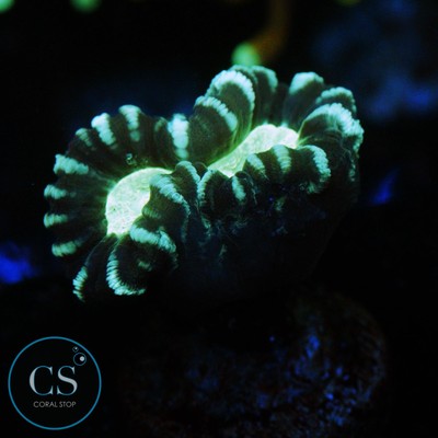 CS ALIEN EYE CANDY CANE - WYSIWYG - LIVE CORAL - Frag - SPS LPS ZOAS
