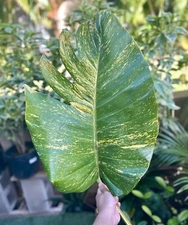 [5 Pack]Medium Hawaiian Golden Pothos - 5” to 7” Epipremnum Aureum Variegated